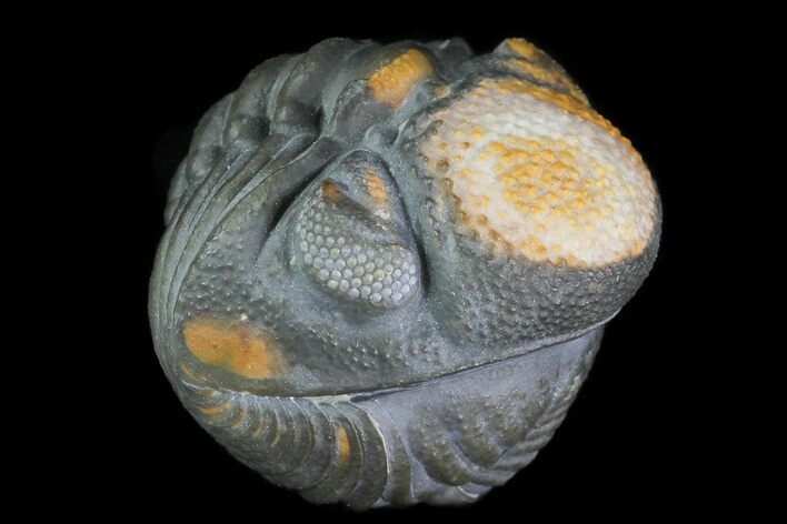 Perfectly Enrolled Morocops (Phacops) Trilobite #71678
